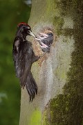 Schwarzspecht füttert Jungvögel