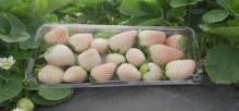 Die neue weiße Premium Erdbeersorte Florida Pearl® wird auf der Messe vorgestellt