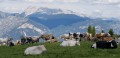 Die Almwirtschaft basiert auf der Bewirtschaftung von Alpenweiden, auf denen die Kühe grasen und Milch produzieren