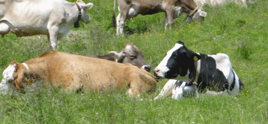 Wachsam-grasende Kühe auf der Alm