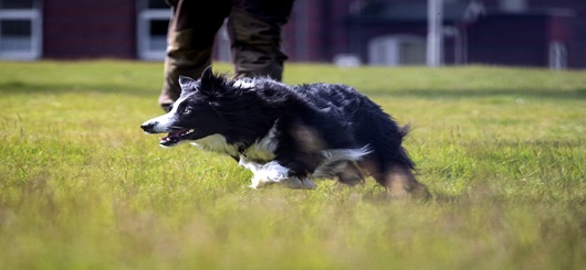 Border Colli - Granate auf vier Pfoten