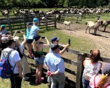 Großes Interesse bei Jung und Alt: Zahlreiche Besucher fotografierten die Wildpferde mit ihren Smartphones.