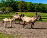 Stute mit Fohlen im Merfelder Bruch – die Dülmener Wildpferde leben hier seit Jahrhunderten in freier Herdenhaltung.