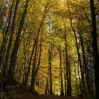 Herbstimpressionen - Widen - Nov. 23